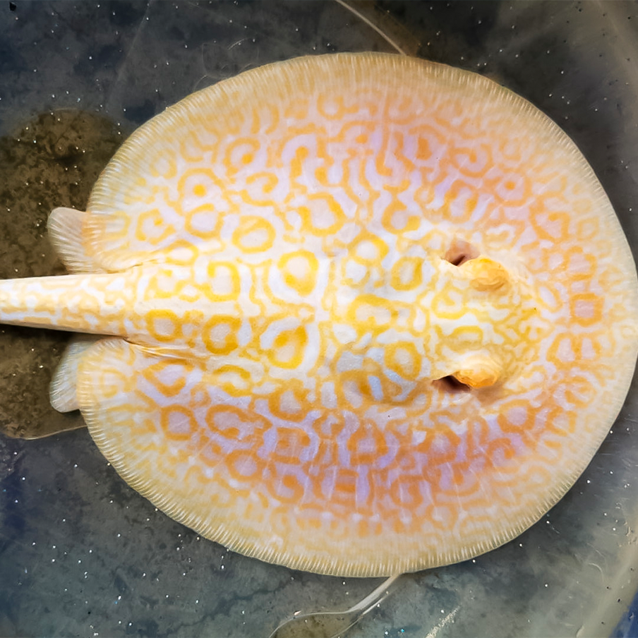 STINGRAY