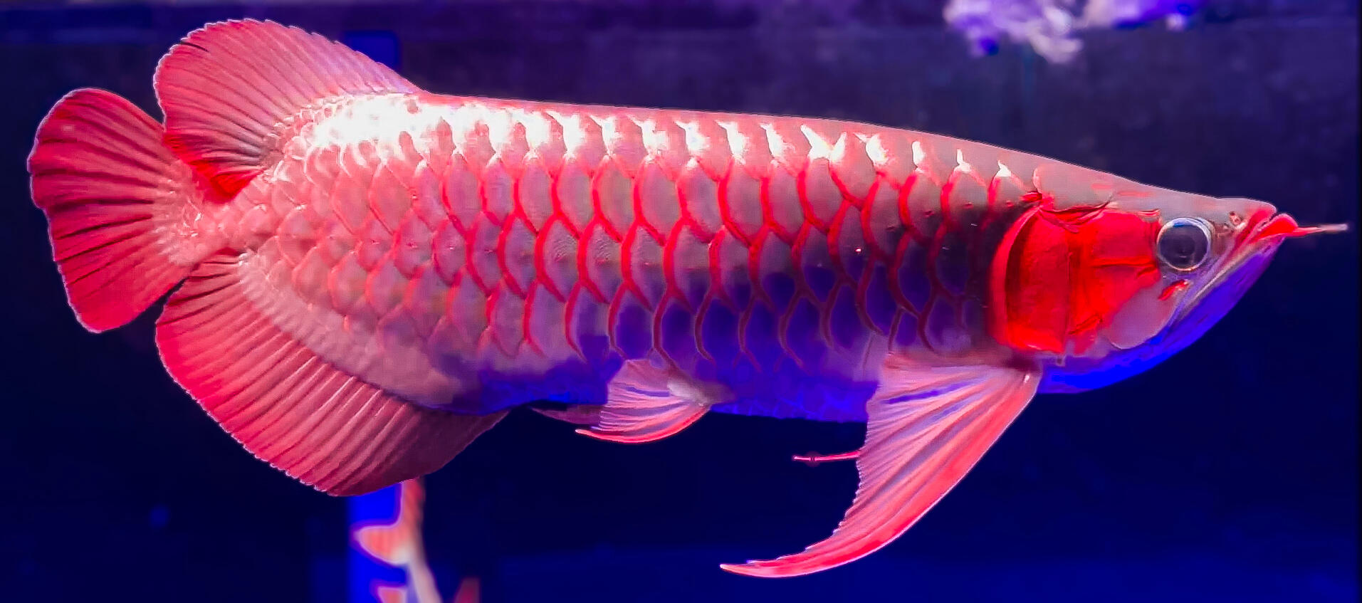 AROWANA