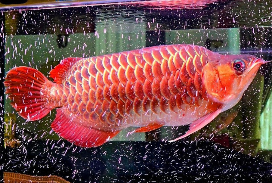 AROWANA