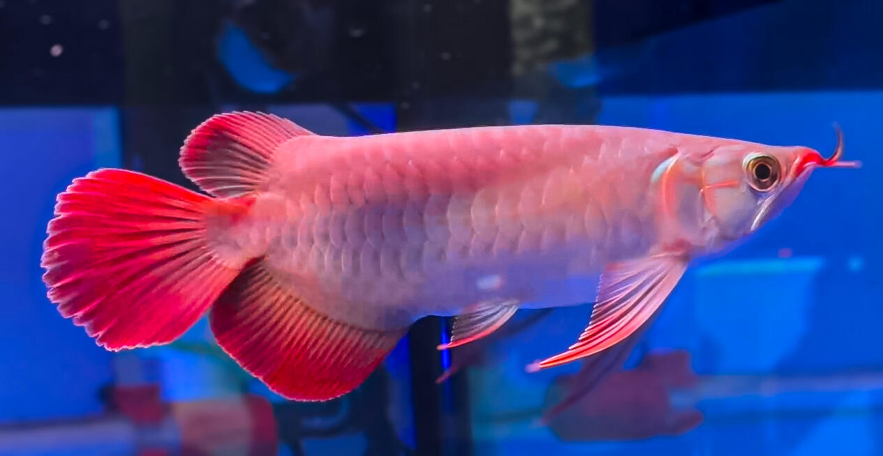 AROWANA