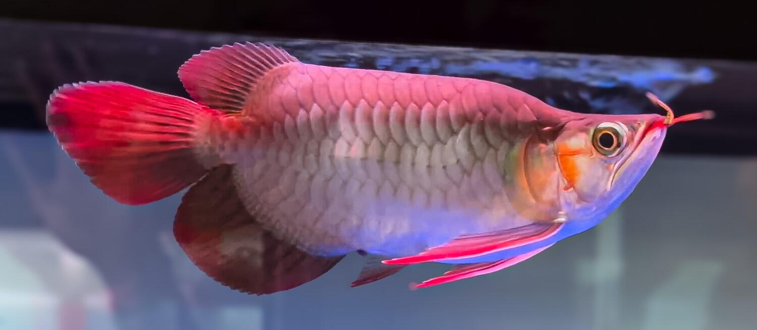 AROWANA