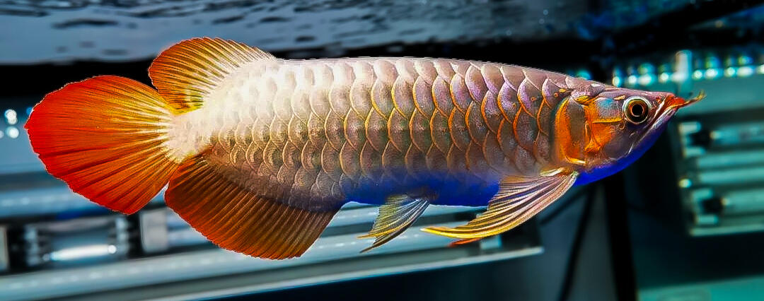 AROWANA