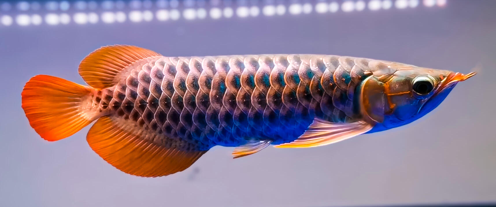 AROWANA