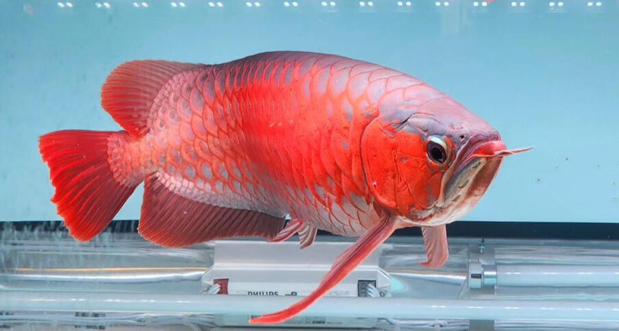 AROWANA