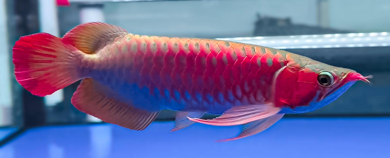 AROWANA
