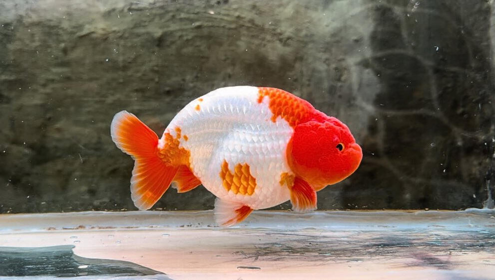 GOLDFISH